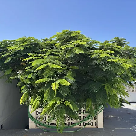 Вилла Casa Flamboyant